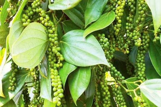 Tây Nguyên – thủ phủ hồ tiêu của Việt Nam